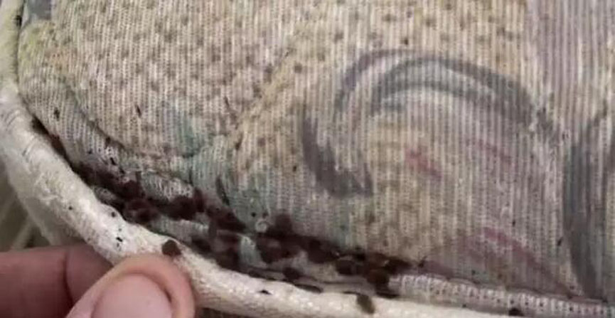 杂牌91香蕉视频在线观看虫子成团.jpg 杂牌91香蕉视频在线观看虫子成团.jpg